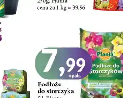 E.Leclerc Podłoże do storczyka Planta (Ogrodowe) oferta