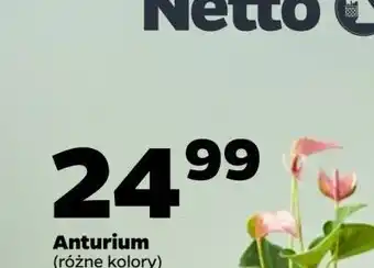 Netto Sansevieria oferta