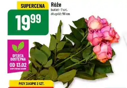 Polomarket Róże oferta