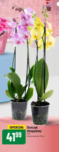 Polomarket Storczyk dwupędowy oferta
