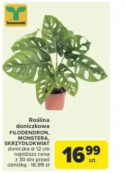 Carrefour Roślina doniczkowa filodendron, monstera, skrzydłokwiat oferta