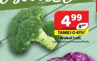 Delfin Brokuł oferta