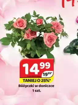 Delfin Różyczki w doniczce oferta