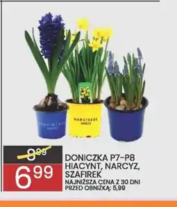 Wafelek Doniczka P7-P8 Hiacynt, Narcyz, Szachirek oferta