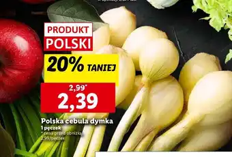 Lidl Cebula dymka polska oferta
