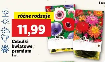 Lidl Cebulki kwiatowe premium oferta