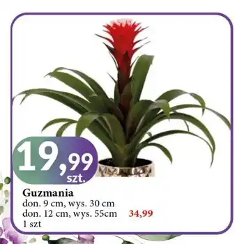 E.Leclerc Guzmania don. 12 cm wys. 55 oferta