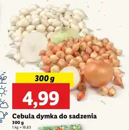 Lidl Cebula dymka oferta