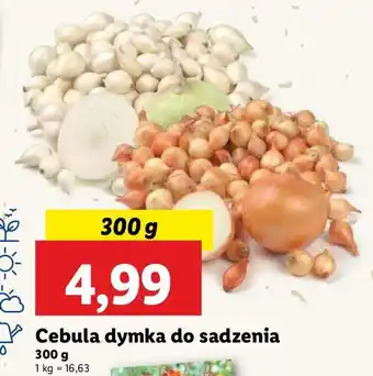 Lidl Cebula dymka oferta