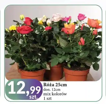 E.Leclerc Róża donica 25 cm oferta