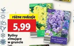 Byliny zimujące w gruncie