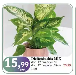 E.Leclerc Dieffenbachia 55 cm oferta