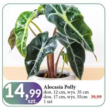 E.Leclerc Alocasia 55 cm oferta