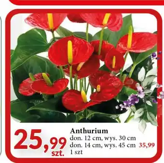 E.Leclerc Anthurium w donicy śr. 14 cm oferta