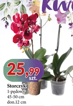 E.Leclerc Storczyk 1-pędowy oferta