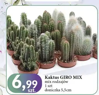 E.Leclerc Kaktus oferta