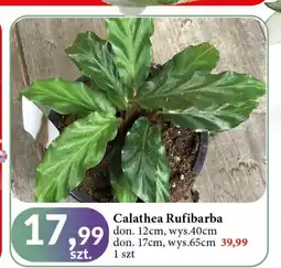 E.Leclerc Calathea rufibarba don. 17 cm wys. 65 oferta