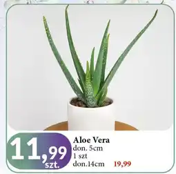 E.Leclerc Aloe vera don. 5 cm oferta