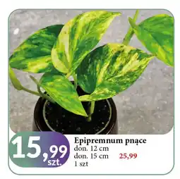 E.Leclerc Epipremnum 15 cm oferta