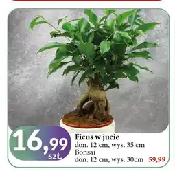 E.Leclerc Bonsai w jucie don. 12 cm oferta