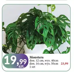 E.Leclerc Monstera don. 14 cm oferta