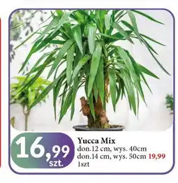 E.Leclerc Yucca 50 cm oferta