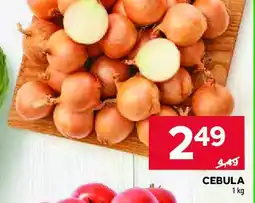 Stokrotka Cebula oferta