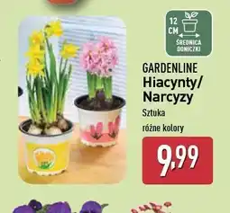 ALDI Narcyz Gardenline oferta