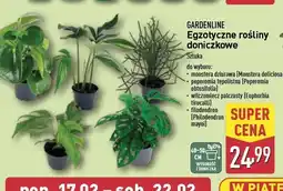 ALDI Filodendron Gardenline oferta