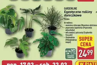 ALDI Filodendron Gardenline oferta