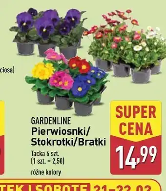 ALDI Bratki Gardenline oferta