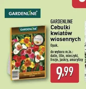 ALDI Cebulki kwiatowe amarylis Gardenline oferta