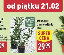 ALDI Laurowiśnia 80 - 100 cm Gardenline oferta