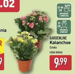 ALDI Kalanchoe w doniczce 12 cm Gardenline oferta