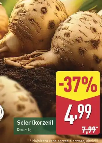 ALDI Seler korzeń oferta