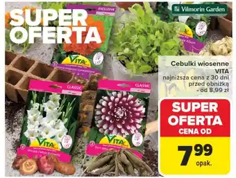 Carrefour Cebulki dalii Vita Line oferta