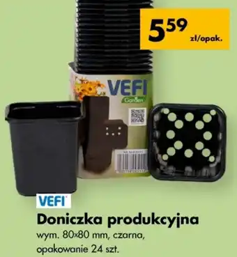 Mrówka Doniczka oferta