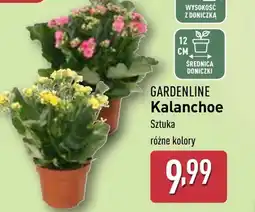 ALDI Kalanchoe Gardenline oferta