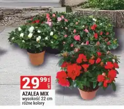 Merkury Market Azalea Mix oferta