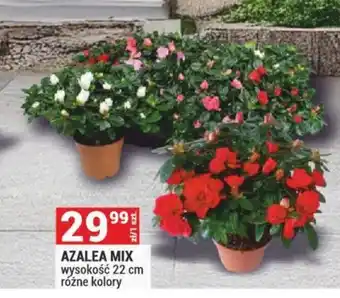 Merkury Market Azalea Mix oferta