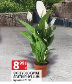 Merkury Market Skrzydłokwiat Spathiphyllum oferta