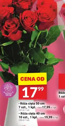 Twój Market Róża cięta oferta