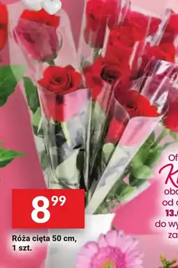 Róża cięta