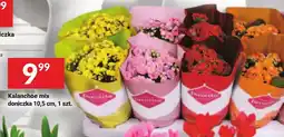 Twój Market Kalanchoe mix oferta