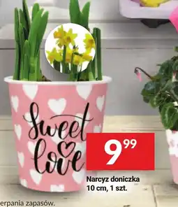Twój Market Narcyz doniczka oferta