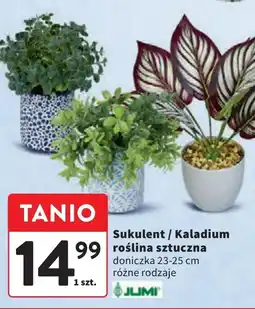 Intermarche Kaladium Jumi oferta