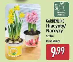 ALDI Narcyz doniczka 12 cm Gardenline oferta