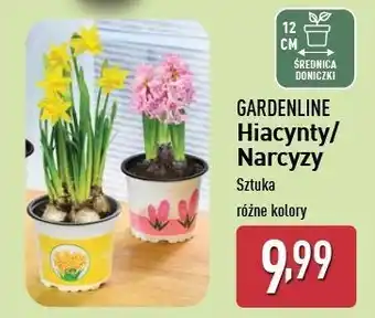 ALDI Narcyz doniczka 12 cm Gardenline oferta