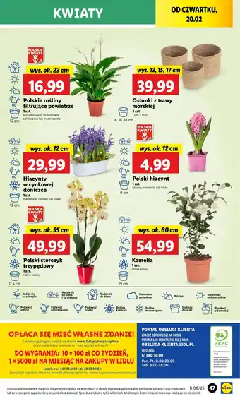 Lidl Hiacynt 12 cm oferta