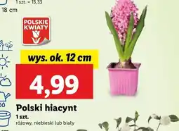 Lidl Hiacynt 12 cm oferta